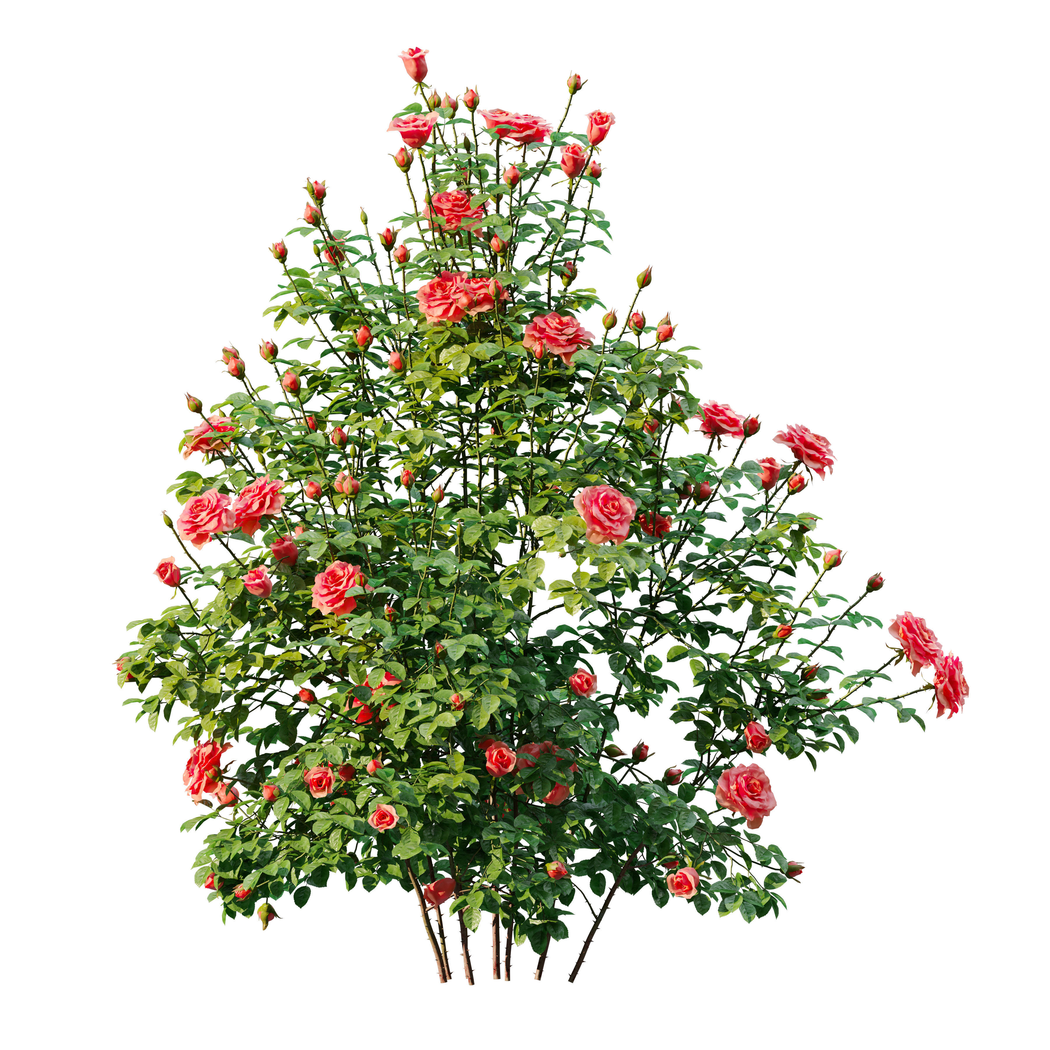 Rose bush 03 3D model_3