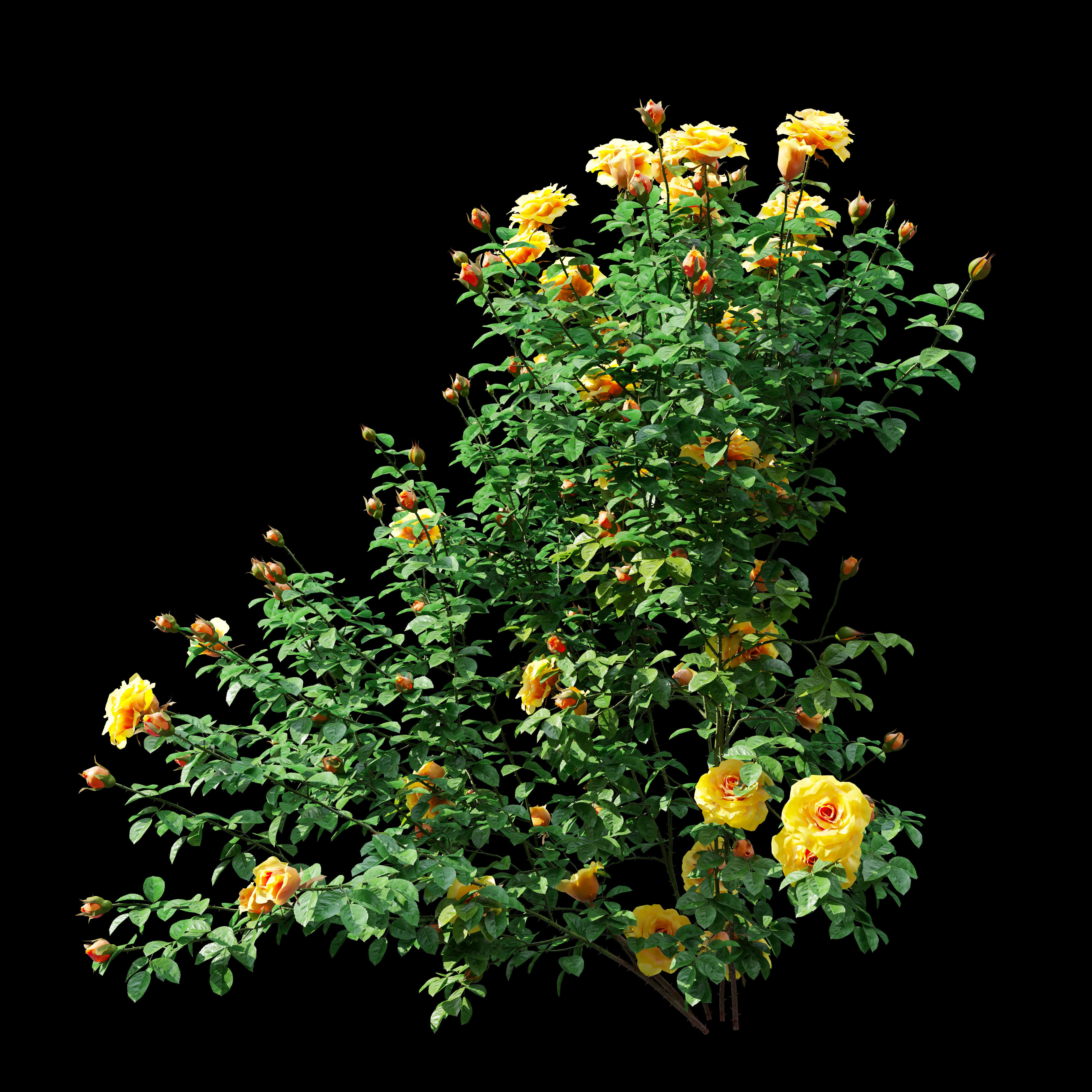 Rose bush 03 3D model_1