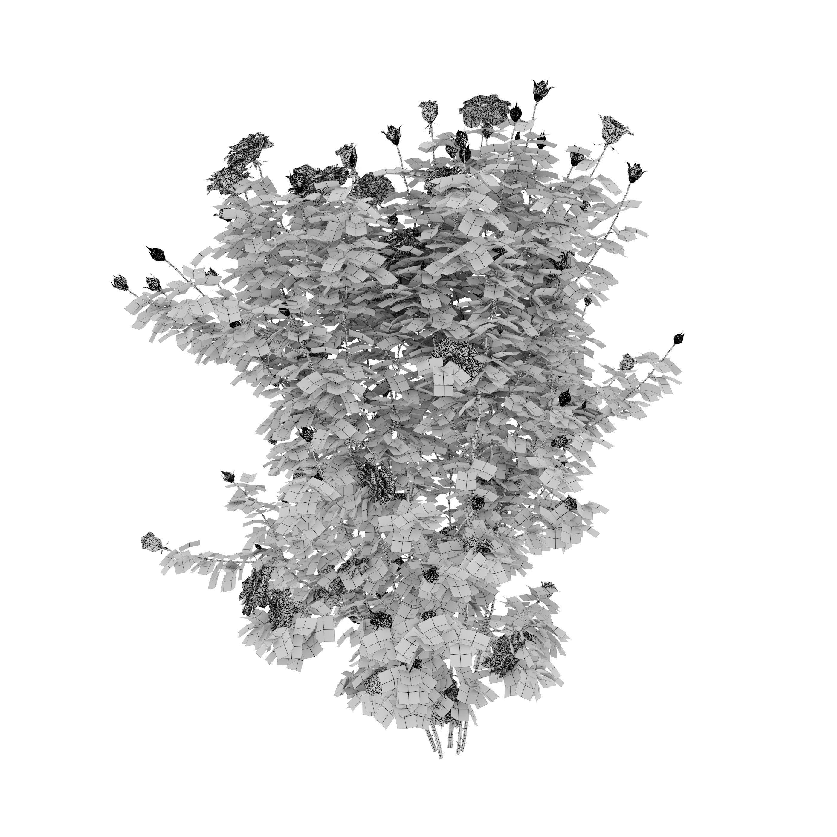 Rose bush 03 3D model_6