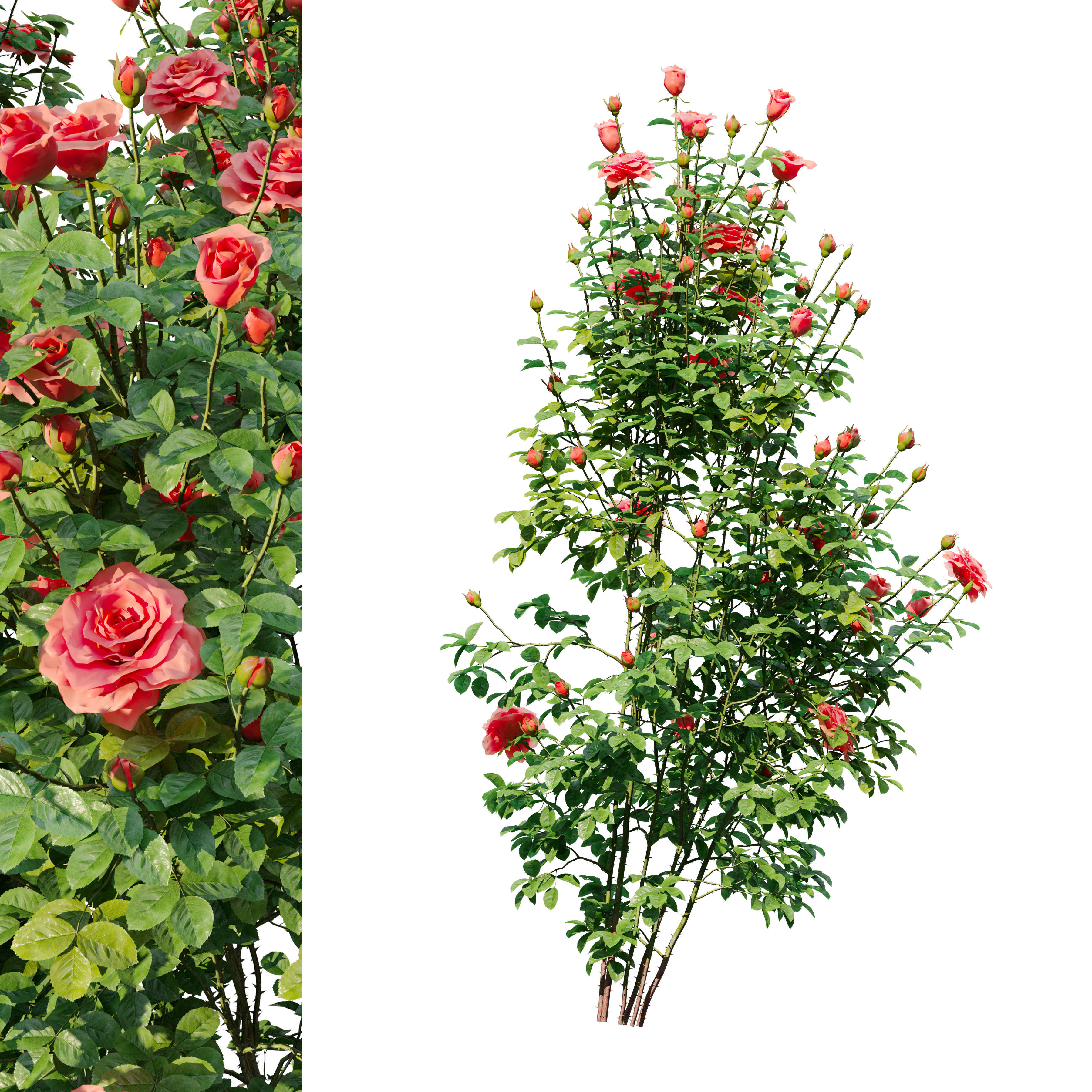 Rose bush 03 3D model_4