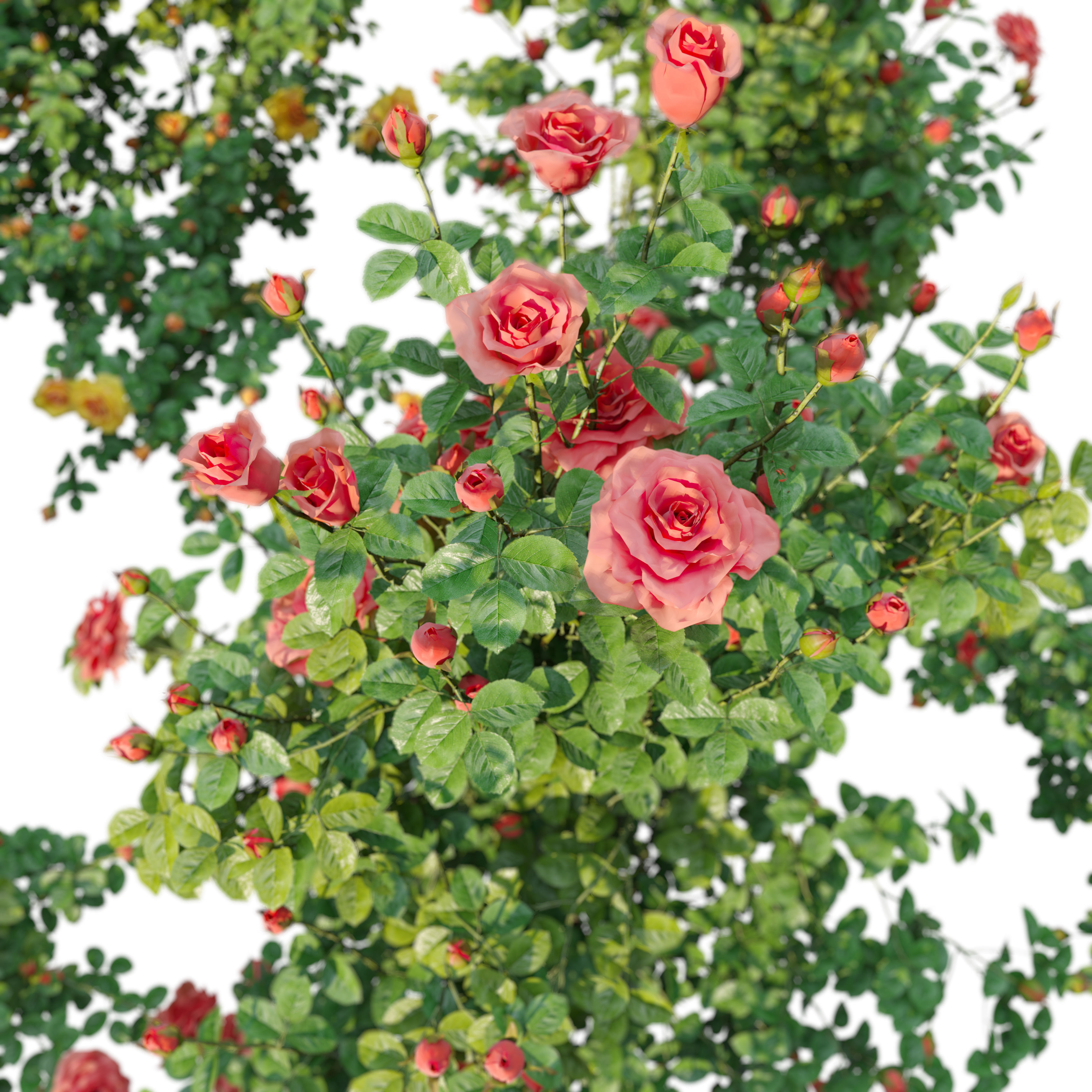 Rose bush 03 3D model_2