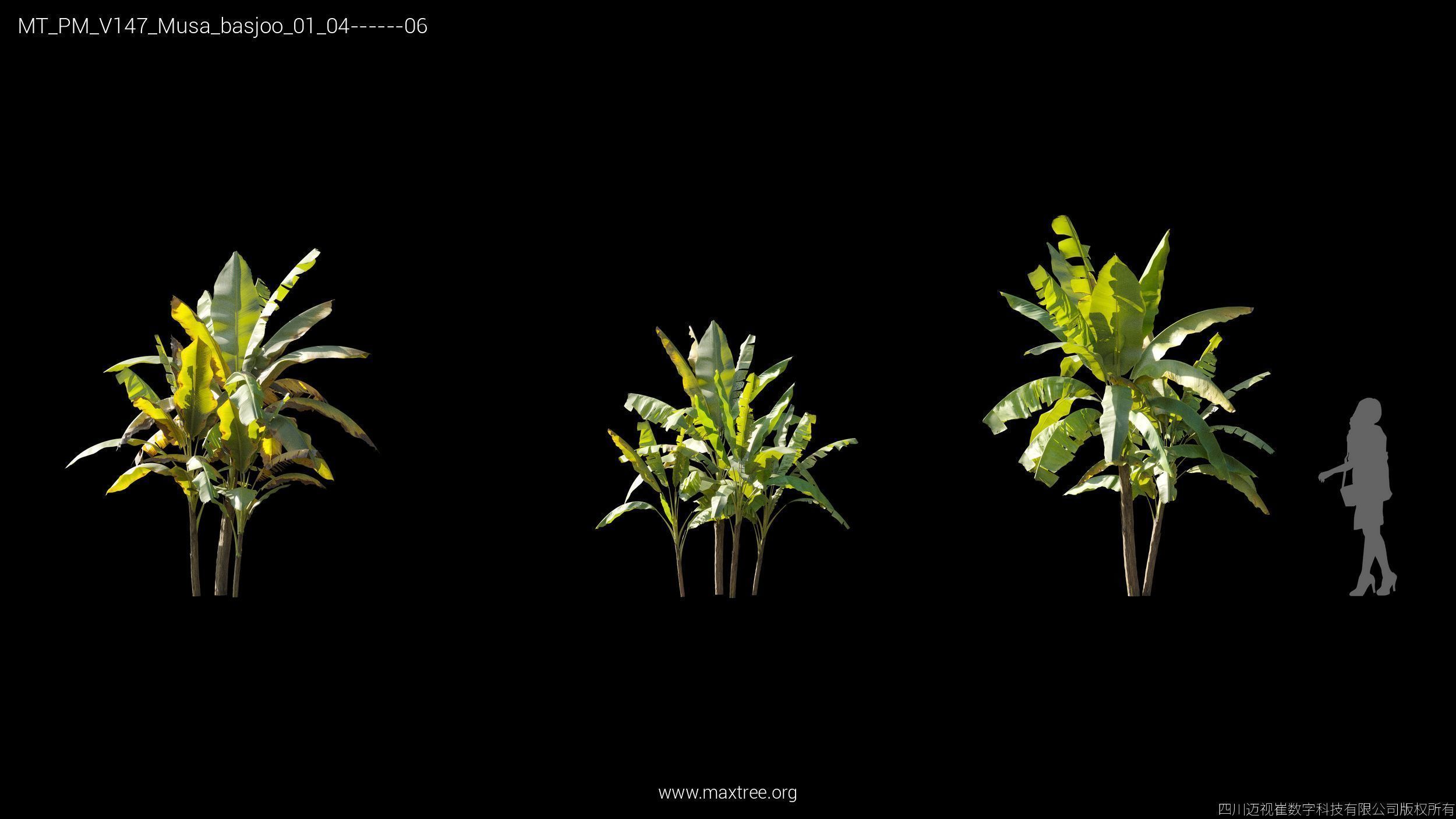 Maxtree Plant Models Vol 147 - Mesh 3D model | CGTrader