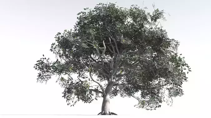 EVERYPlant Portia Tree 1 --14 Models--