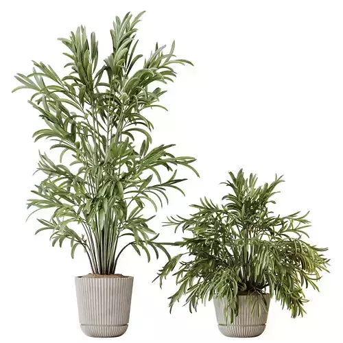 HQ HousePlants Dypsis Lutescens Areca Palm 3D model