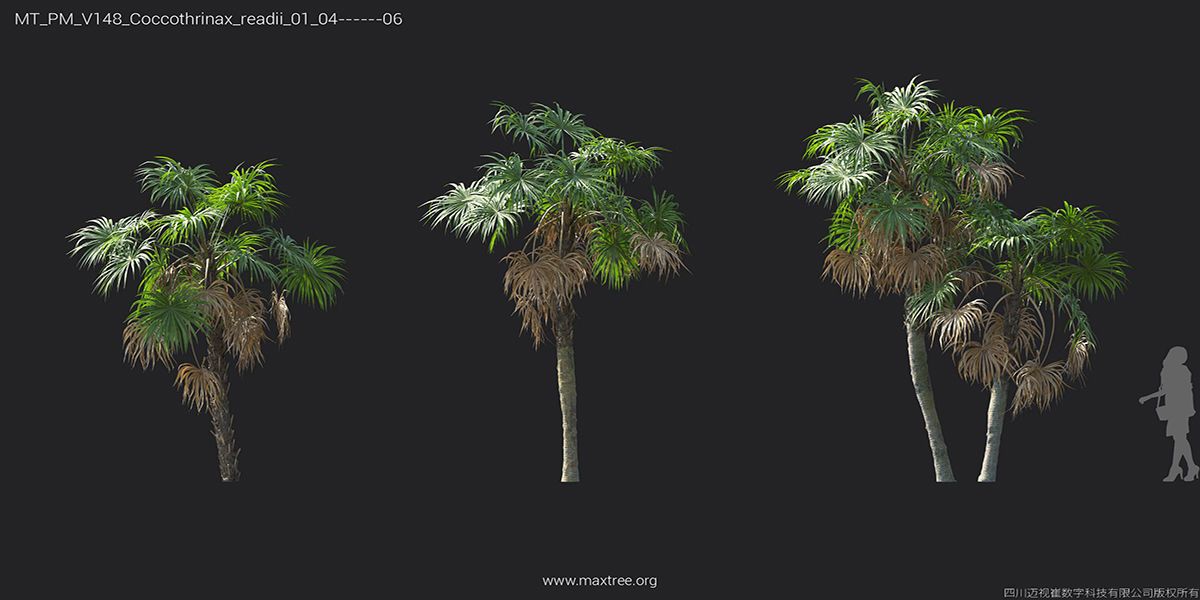 Maxtree Plant Models Vol 148 - Mesh 3D model_24