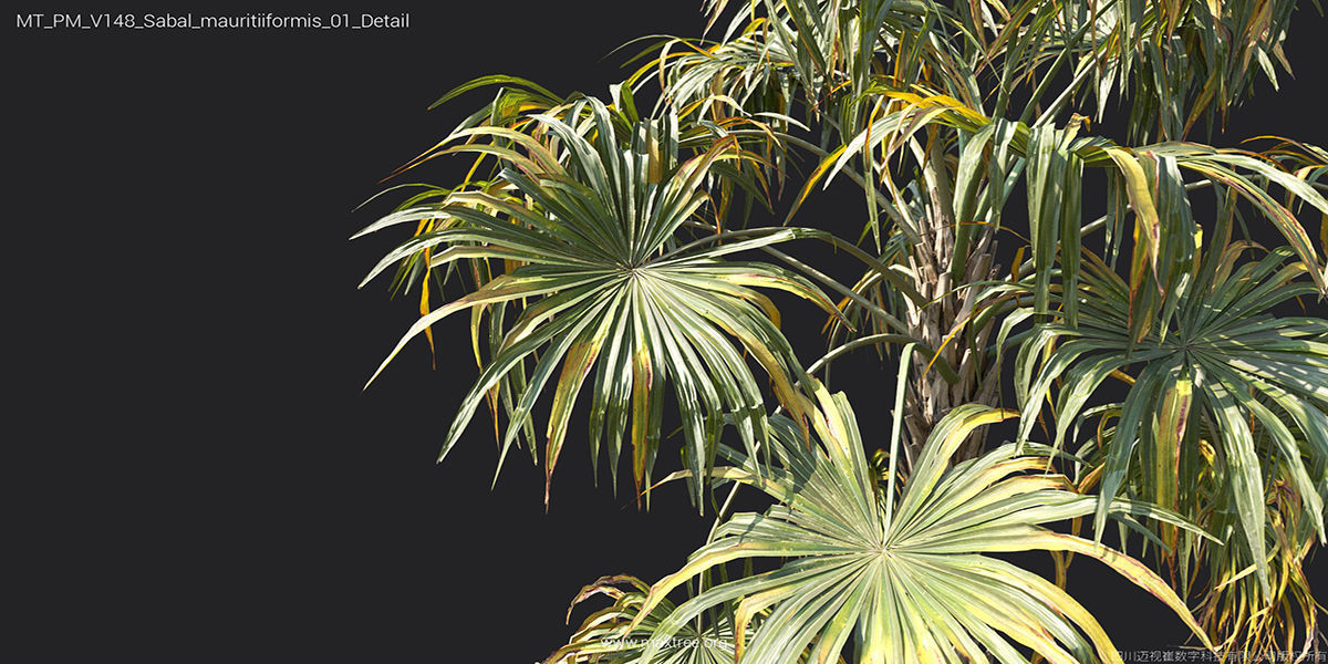 Maxtree Plant Models Vol 148 - Mesh 3D model_37