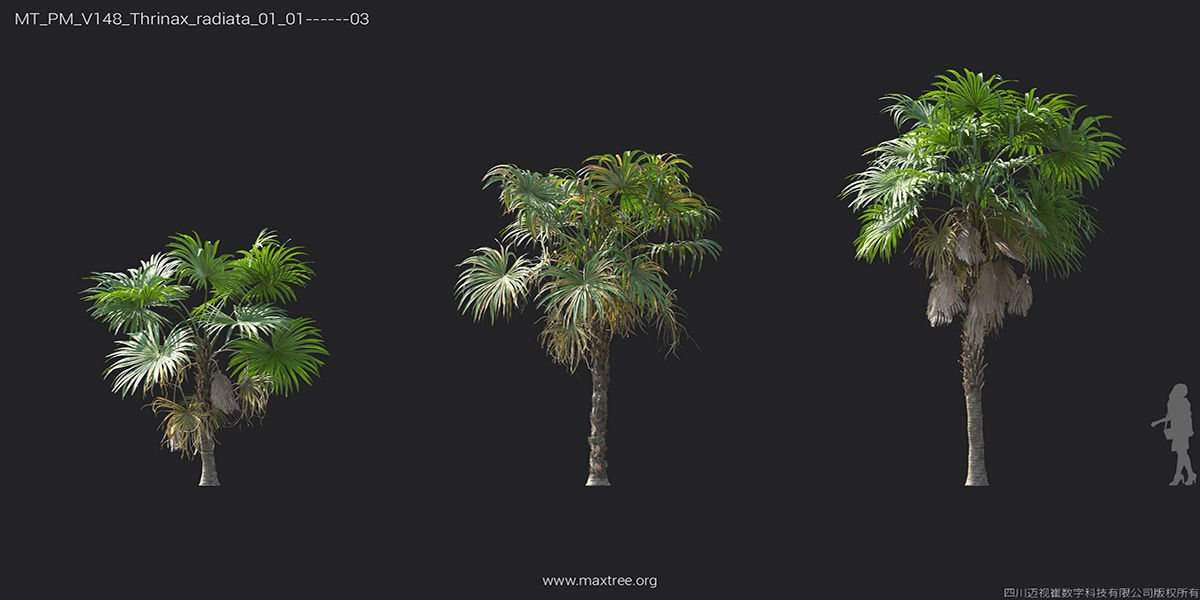 Maxtree Plant Models Vol 148 - Mesh 3D model_38