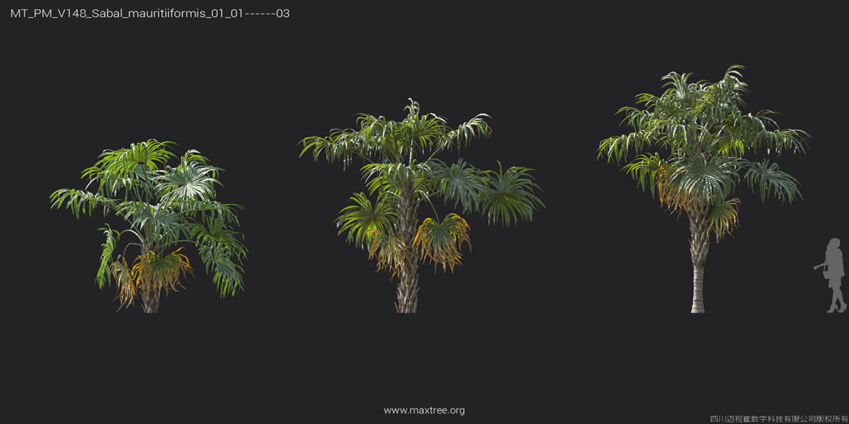 Maxtree Plant Models Vol 148 - Mesh 3D model_35