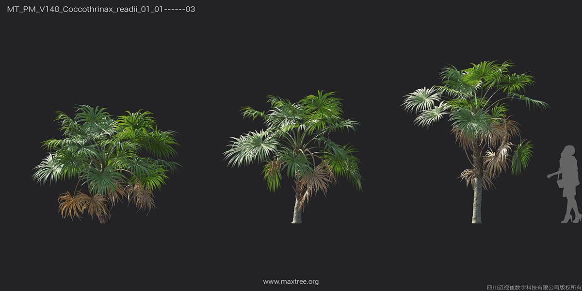 Maxtree Plant Models Vol 148 - Mesh 3D model_23