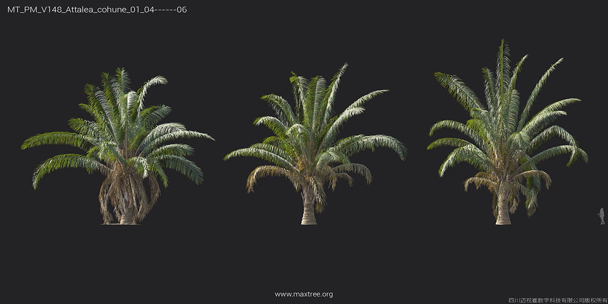 Maxtree Plant Models Vol 148 - Mesh 3D model_12