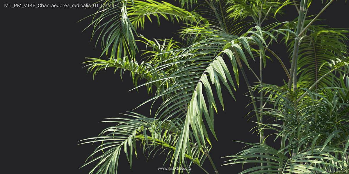 Maxtree Plant Models Vol 148 - Mesh 3D model_19