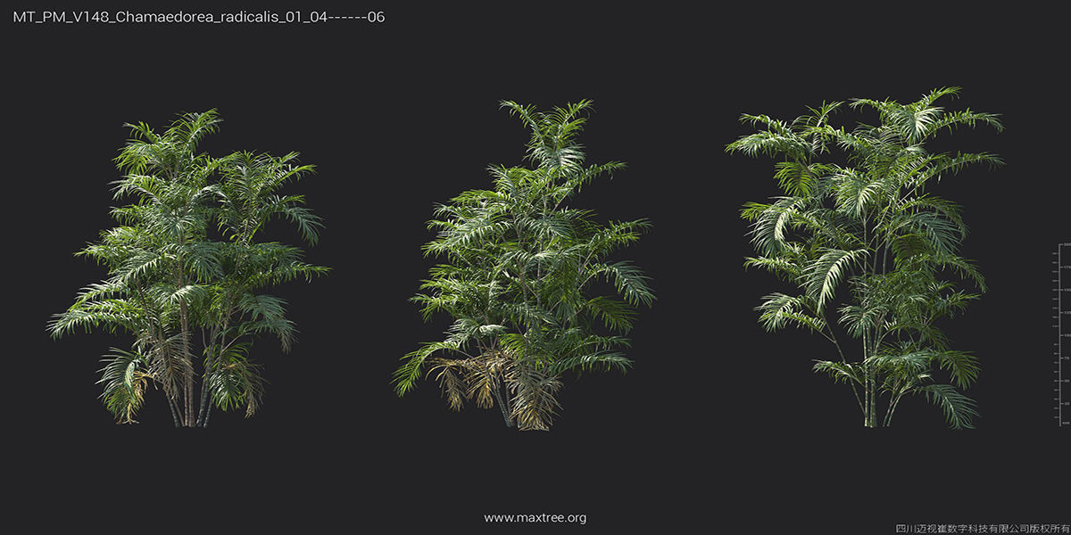 Maxtree Plant Models Vol 148 - Mesh 3D model_18