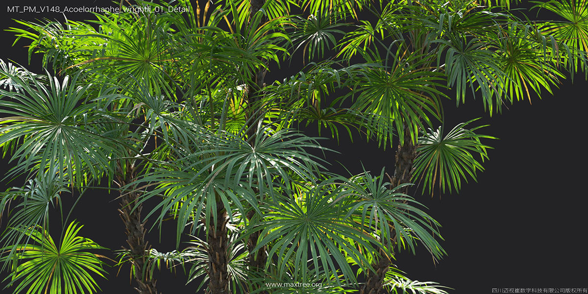 Maxtree Plant Models Vol 148 - Mesh 3D model_7