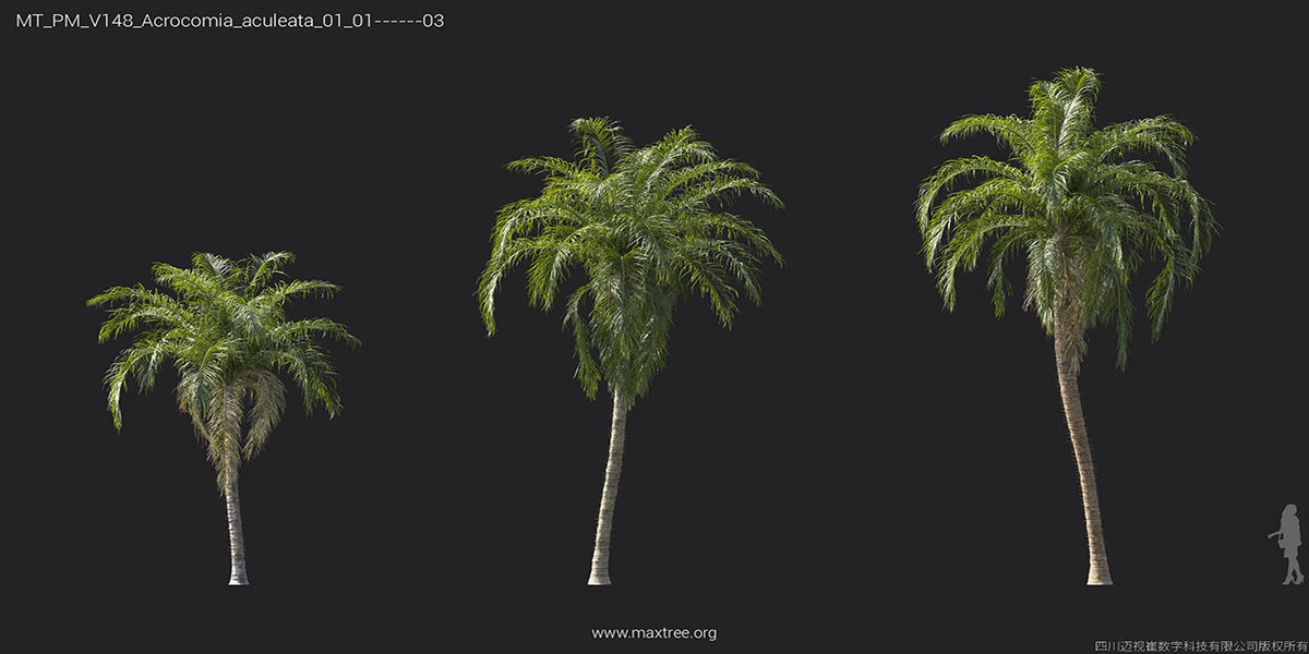 Maxtree Plant Models Vol 148 - Mesh 3D model_8