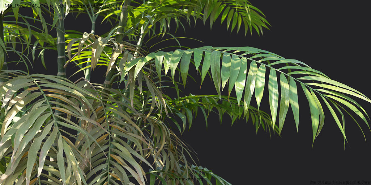 Maxtree Plant Models Vol 148 - Mesh 3D model_22