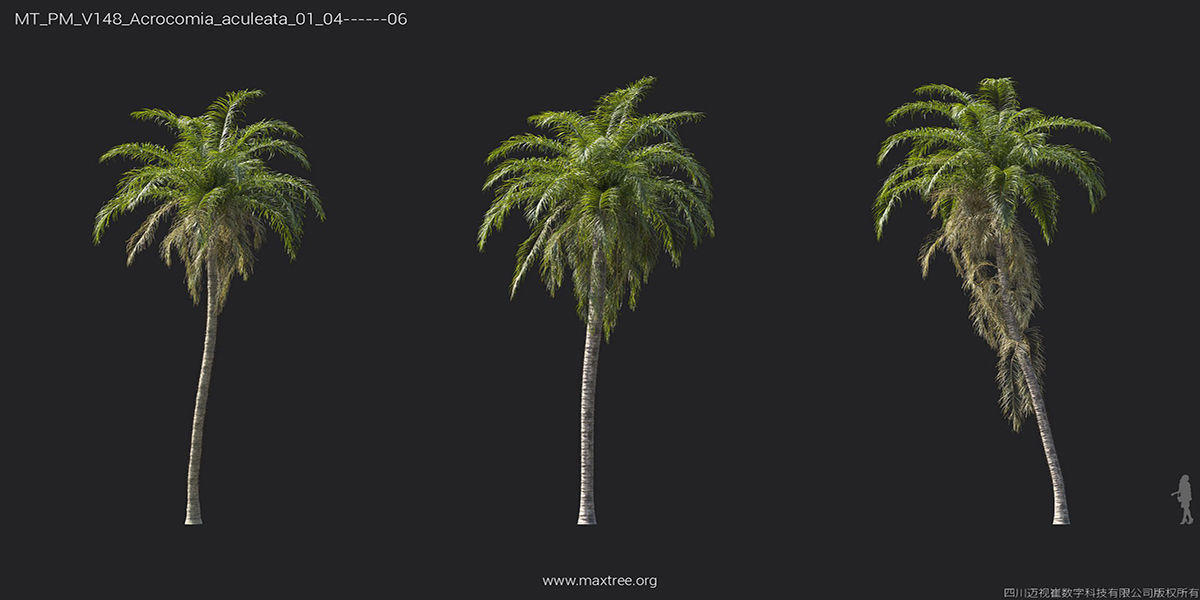 Maxtree Plant Models Vol 148 - Mesh 3D model_9