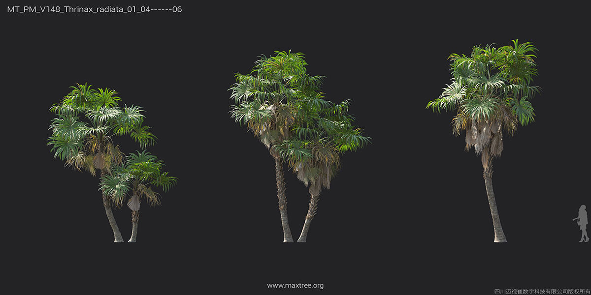 Maxtree Plant Models Vol 148 - Mesh 3D model_39