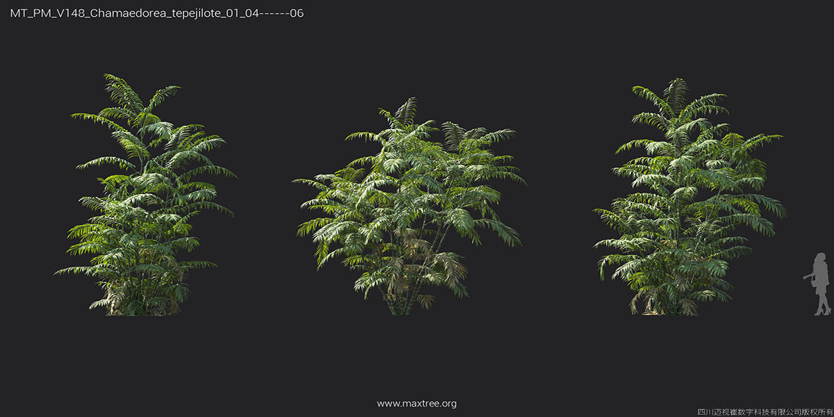 Maxtree Plant Models Vol 148 - Mesh 3D model_21