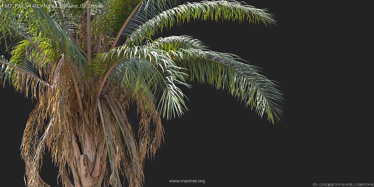 Maxtree Plant Models Vol 148 - Mesh 3D model_13