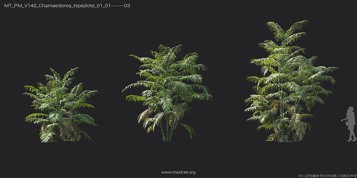 Maxtree Plant Models Vol 148 - Mesh 3D model_20