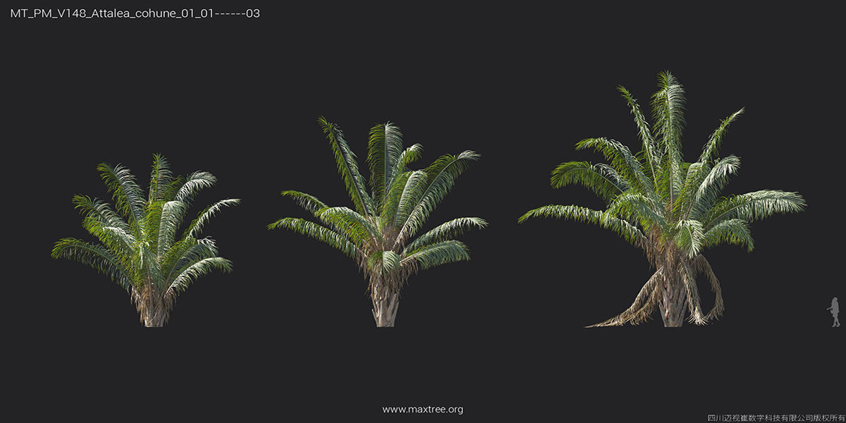 Maxtree Plant Models Vol 148 - Mesh 3D model_11