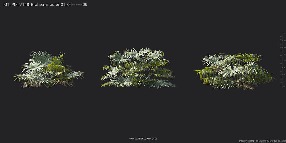 Maxtree Plant Models Vol 148 - Mesh 3D model_15