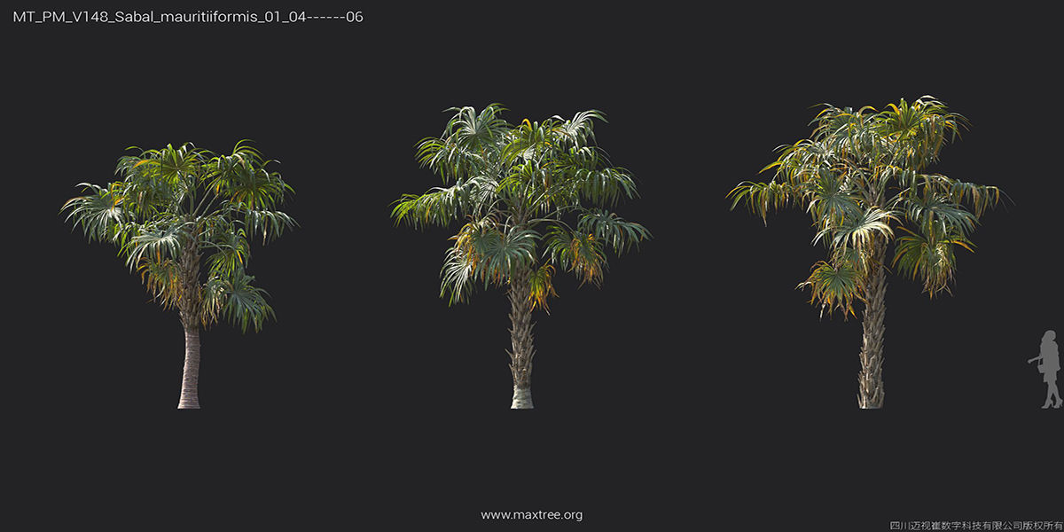 Maxtree Plant Models Vol 148 - Mesh 3D model_36