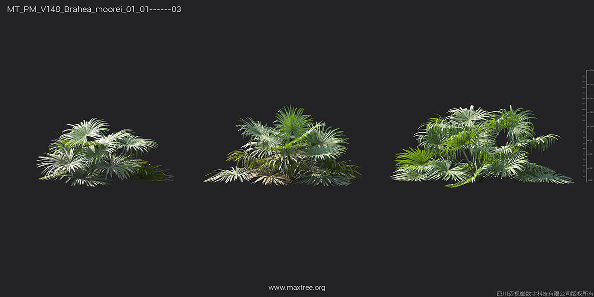 Maxtree Plant Models Vol 148 - Mesh 3D model_14