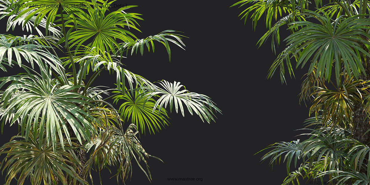 Maxtree Plant Models Vol 148 - Mesh 3D model_31