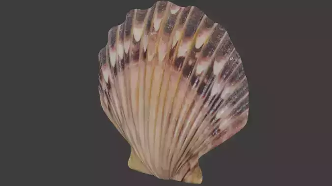 Seashell 3D model