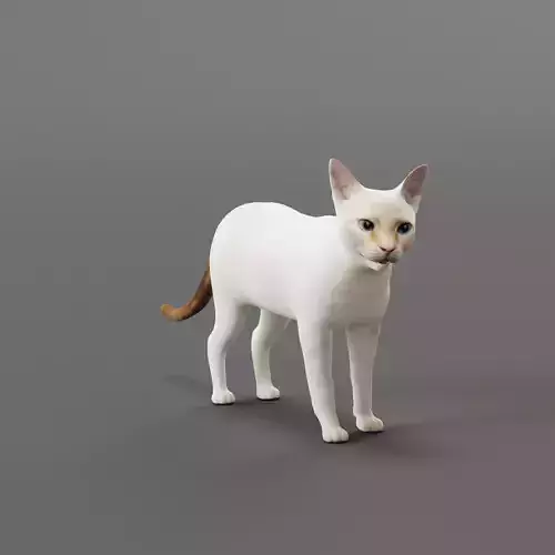 Flame Point Red Siamese Cat Low-poly 3D model