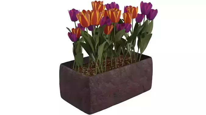 Tulip 3D model