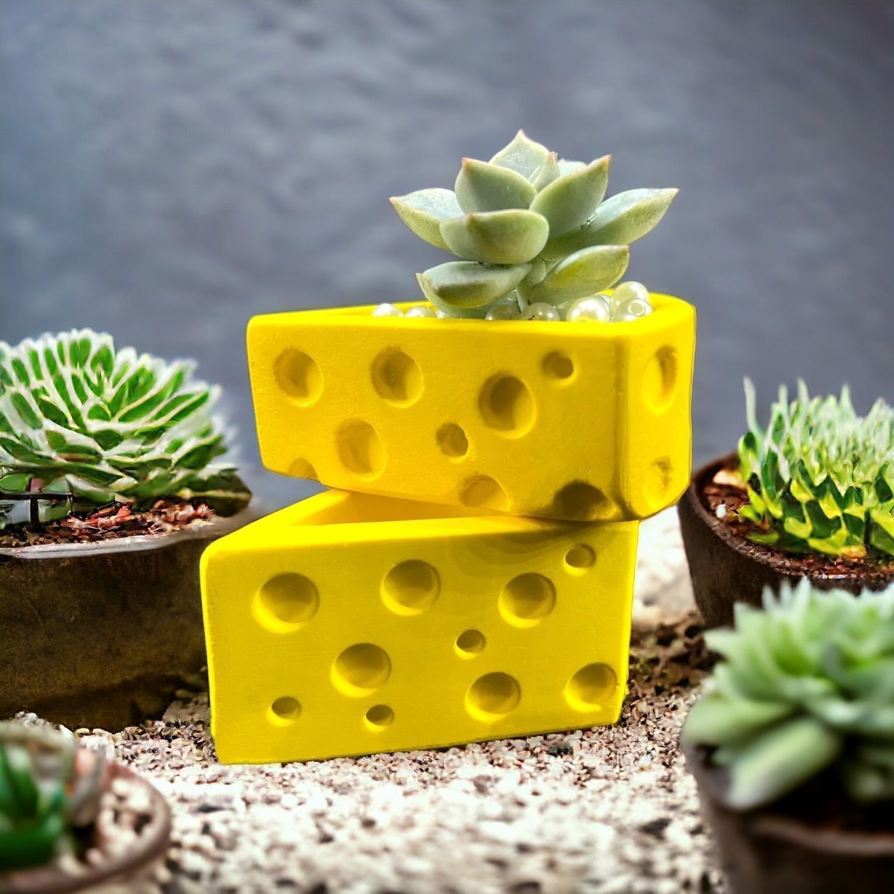 Cheese potted plant 3D print model_1
