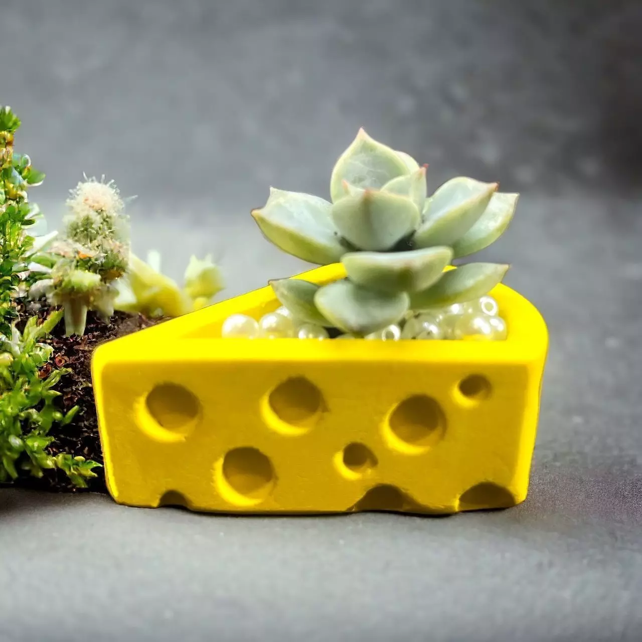 Cheese potted plant 3D print model_0