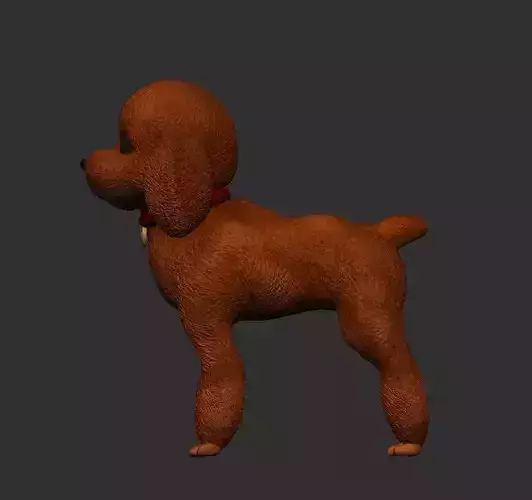 Poodle dog standing posture