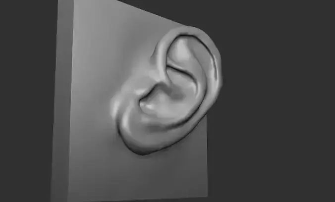 Human Ear 