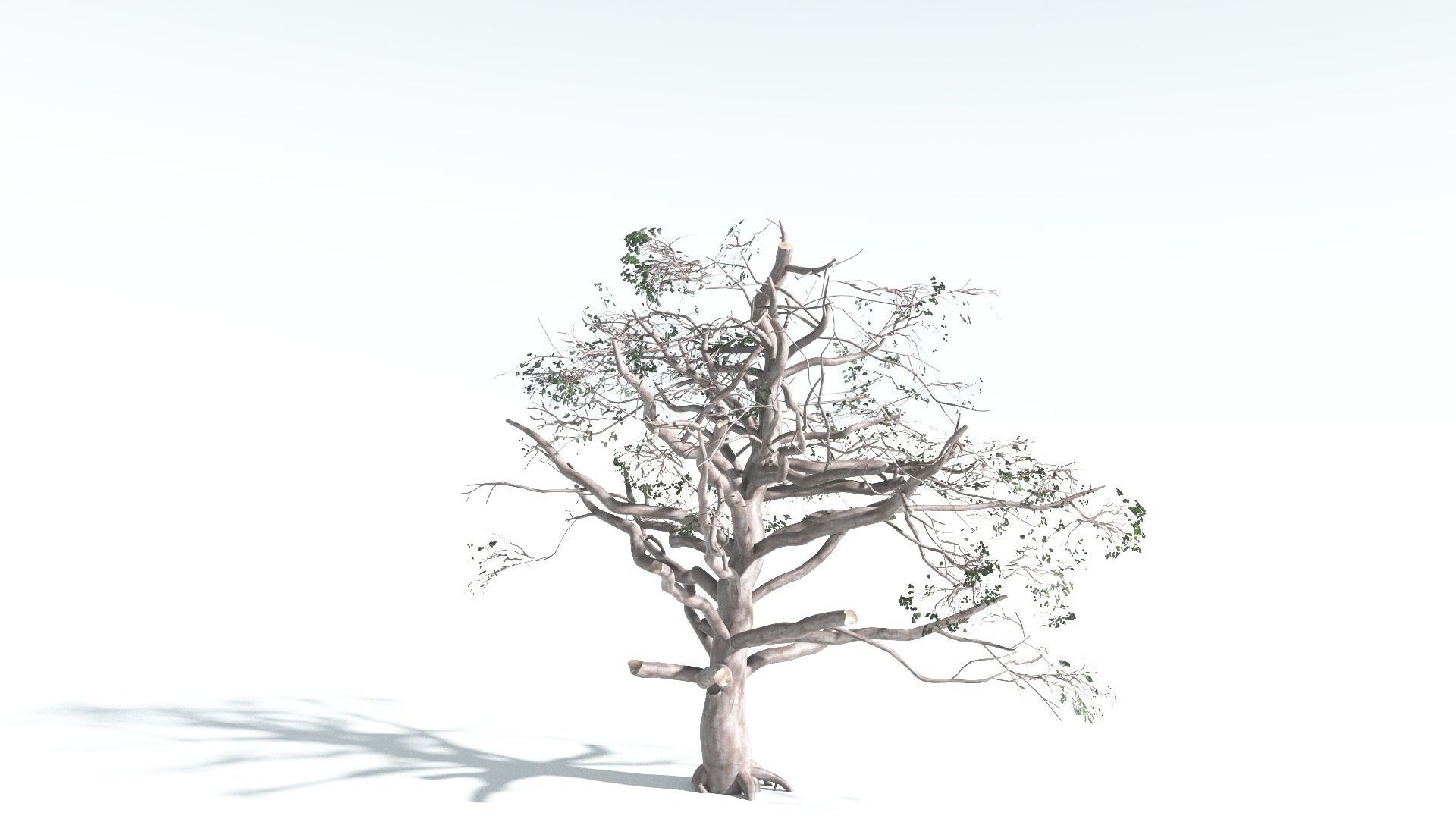 EVERYPlant Portia Tree 2 --14 Models-- 3D model_15