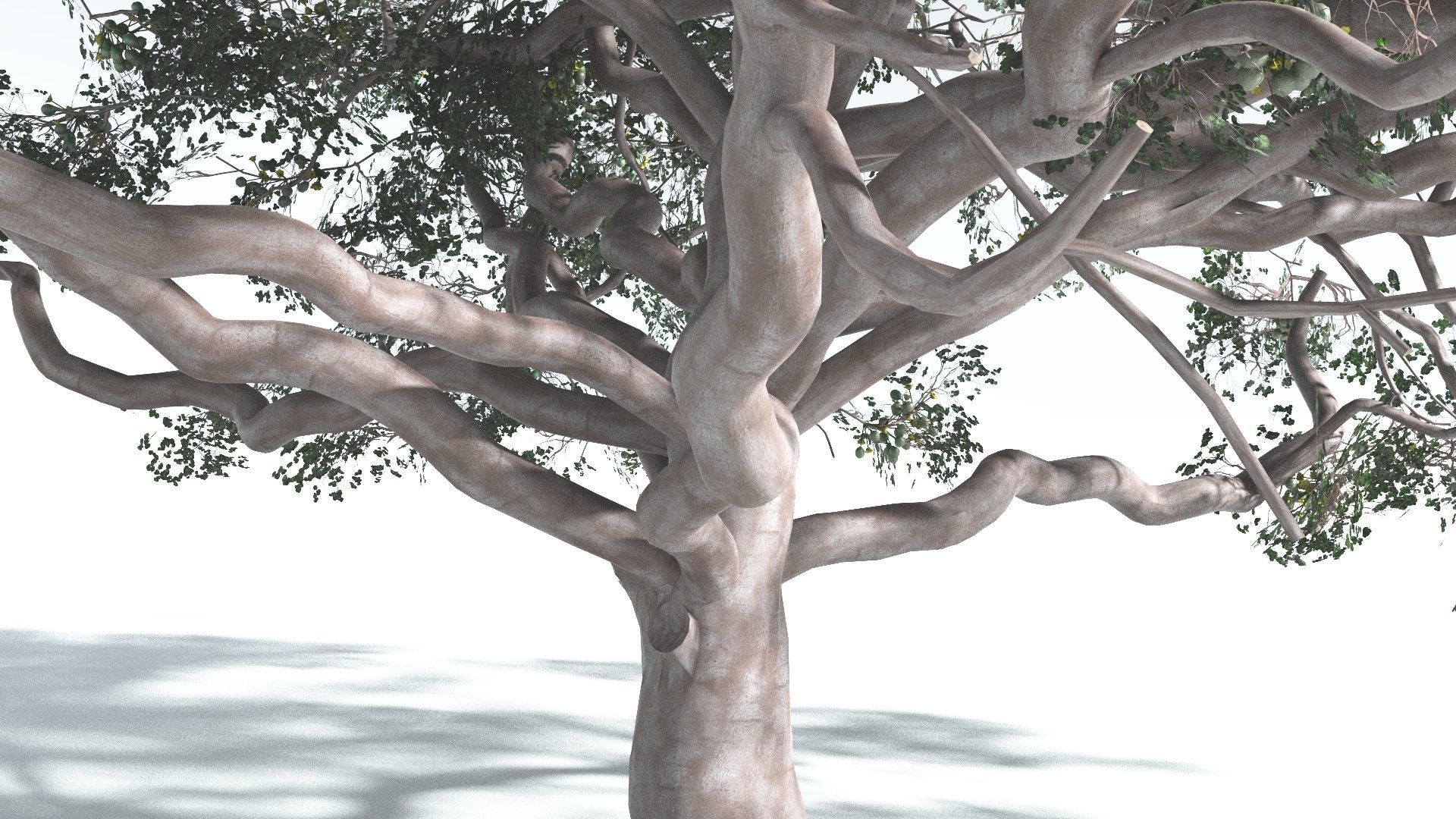 EVERYPlant Portia Tree 2 --14 Models-- 3D model_22