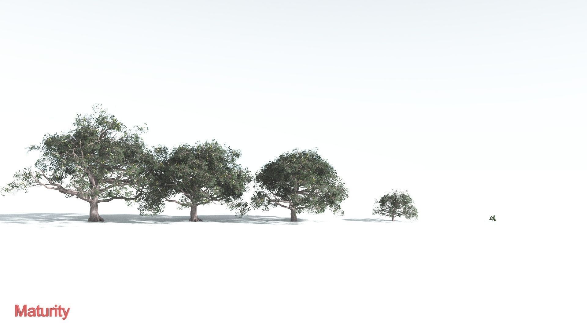 EVERYPlant Portia Tree 2 --14 Models-- 3D model_3
