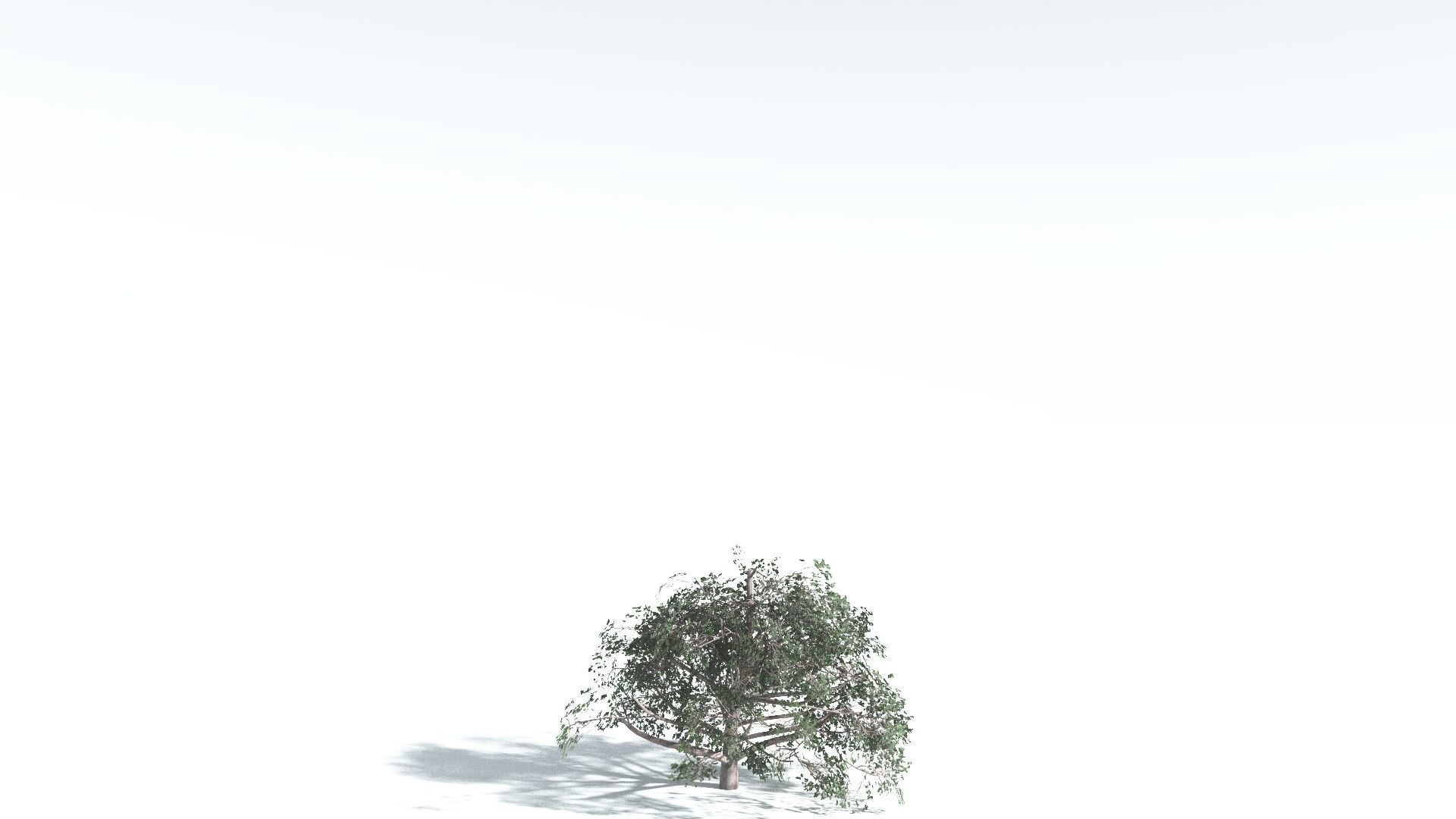 EVERYPlant Portia Tree 2 --14 Models-- 3D model_25