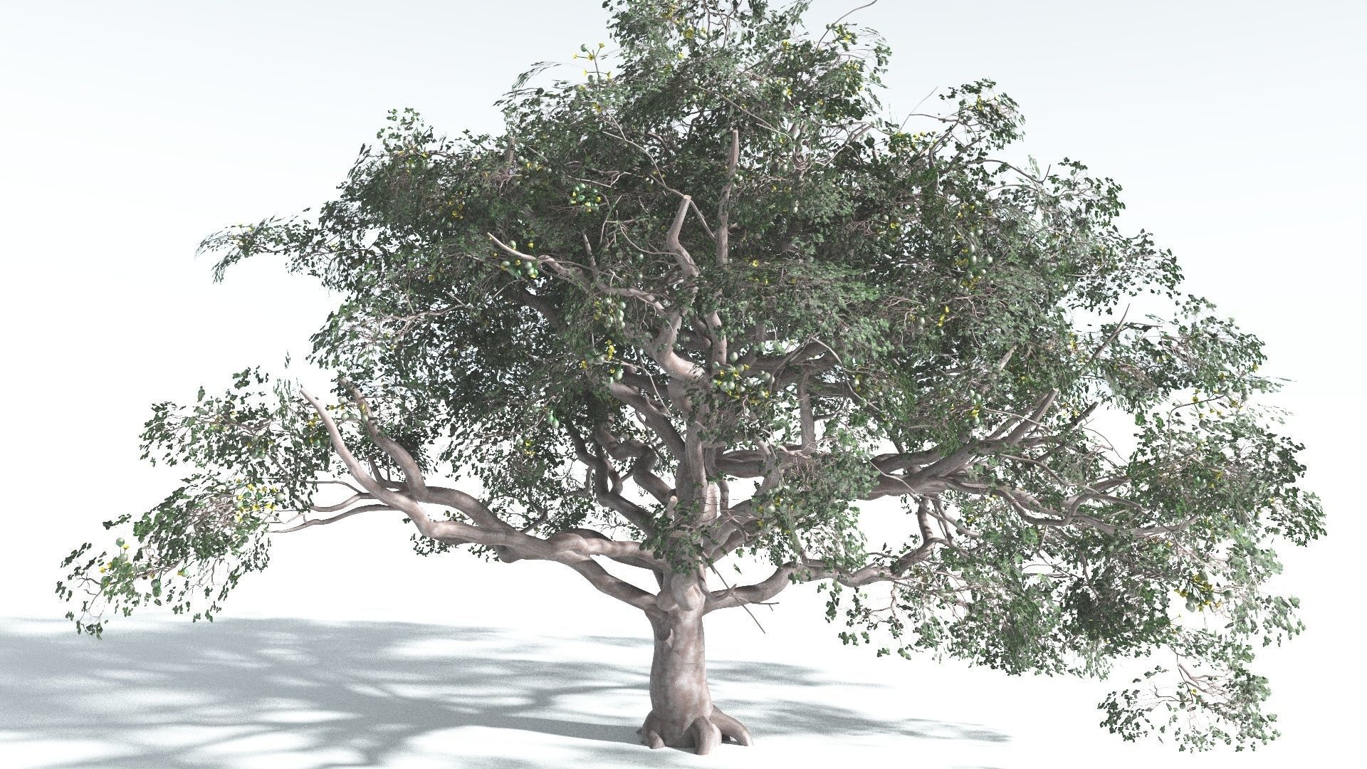 EVERYPlant Portia Tree 2 --14 Models-- 3D model_21