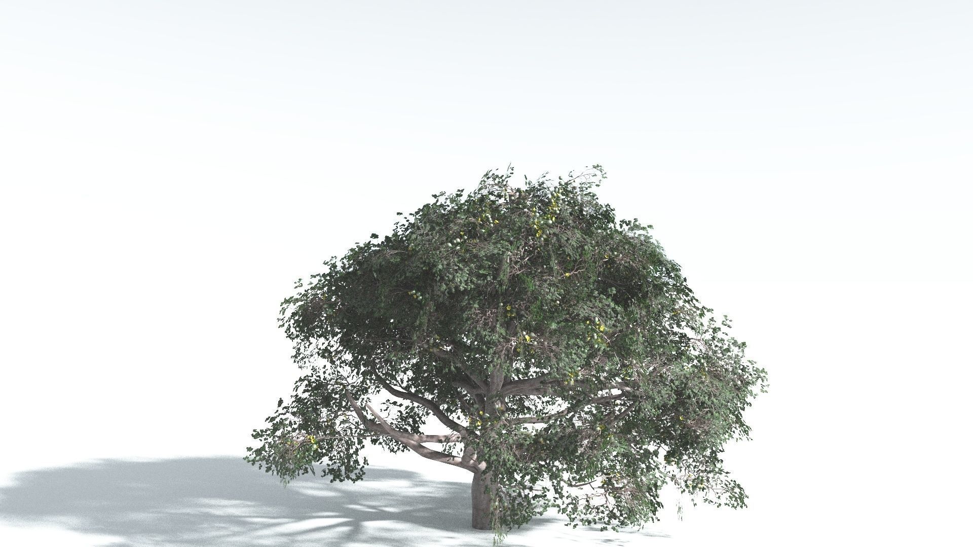 EVERYPlant Portia Tree 2 --14 Models-- 3D model_23