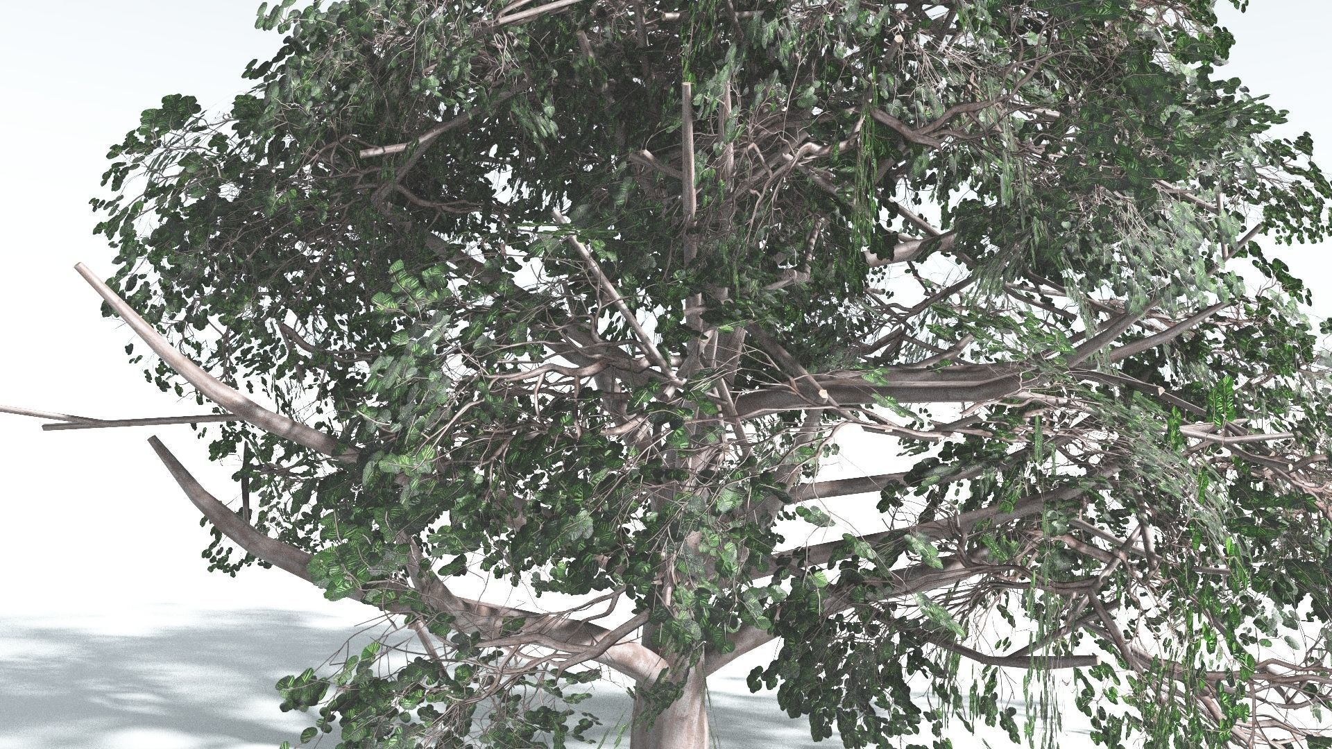 EVERYPlant Portia Tree 2 --14 Models-- 3D model_26