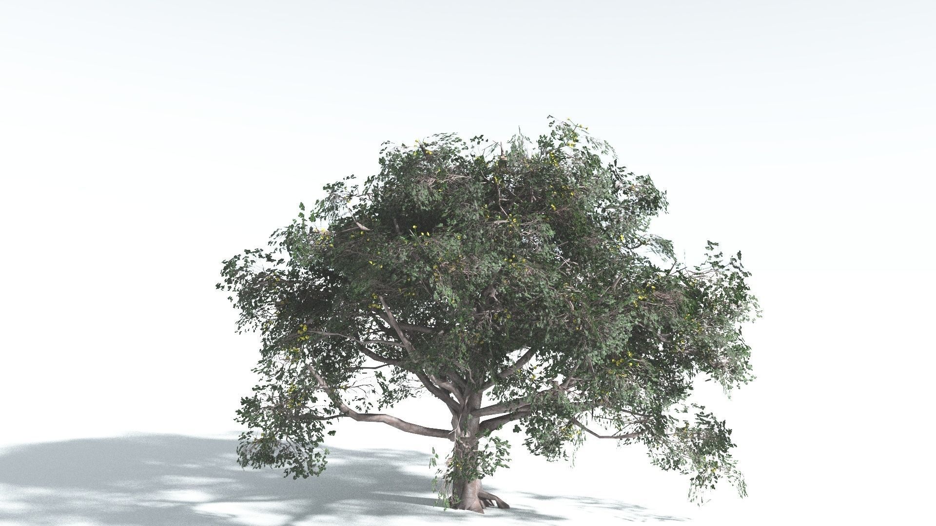 EVERYPlant Portia Tree 2 --14 Models-- 3D model_29