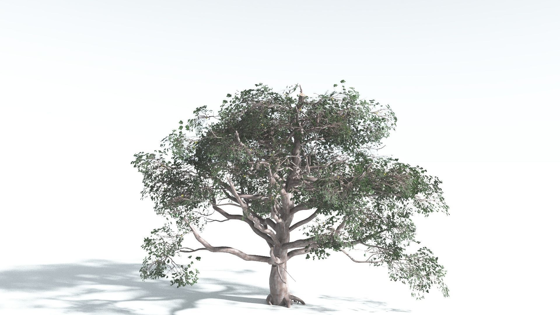 EVERYPlant Portia Tree 2 --14 Models-- 3D model_13