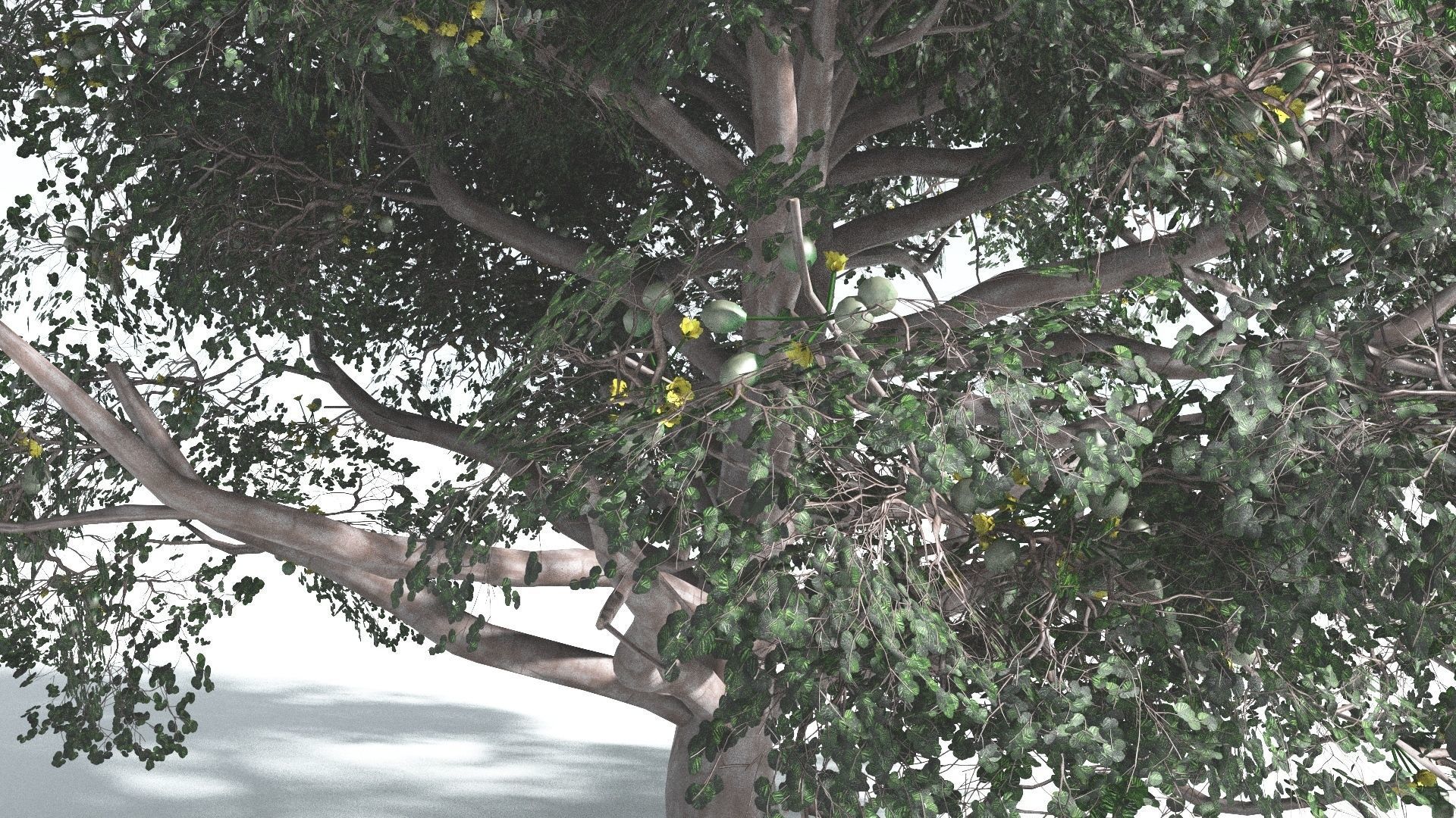 EVERYPlant Portia Tree 2 --14 Models-- 3D model_24
