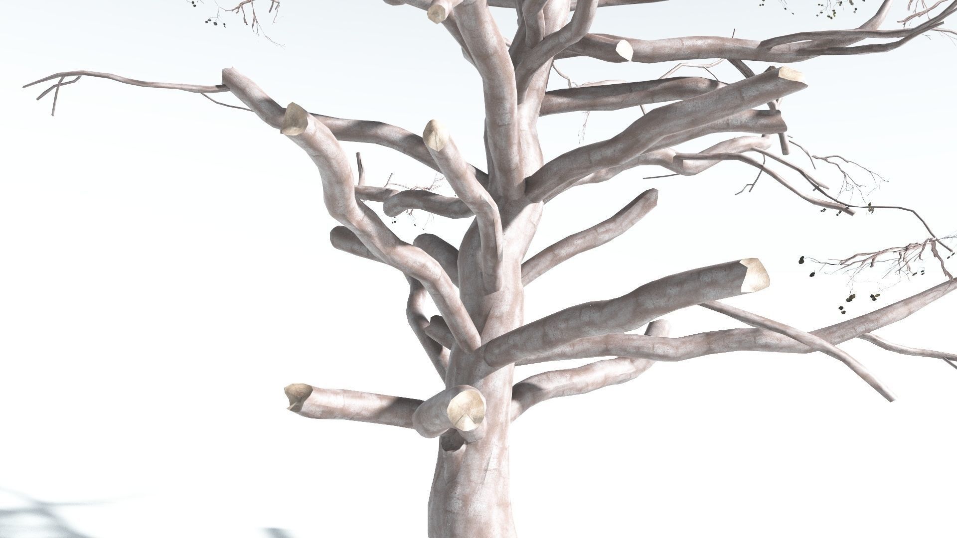 EVERYPlant Portia Tree 2 --14 Models-- 3D model_18