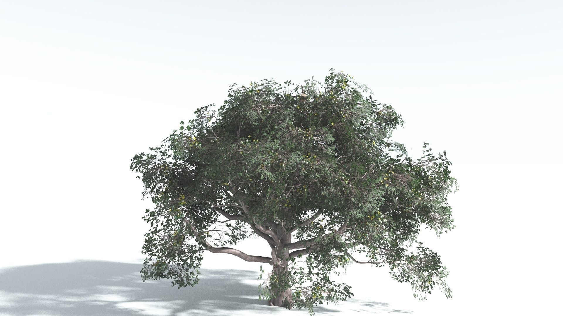 EVERYPlant Portia Tree 2 --14 Models-- 3D model_11