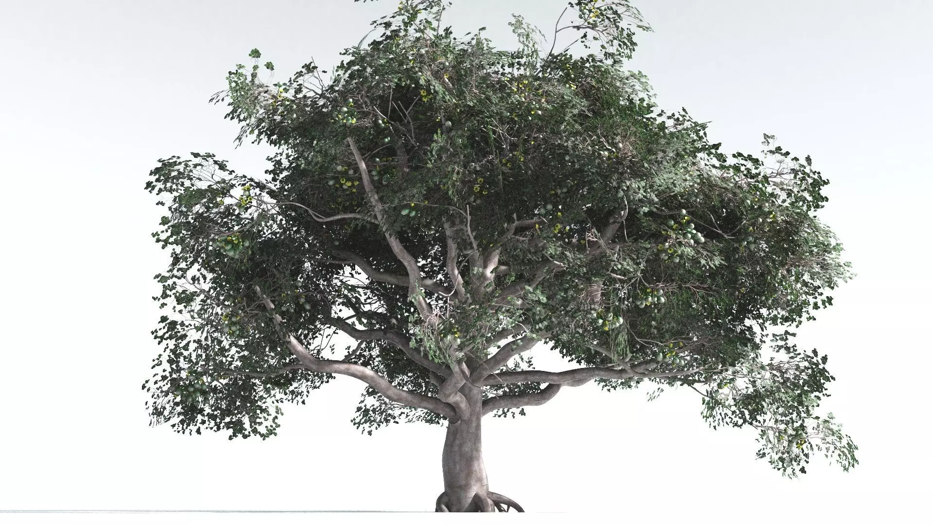 EVERYPlant Portia Tree 2 --14 Models-- 3D model_0