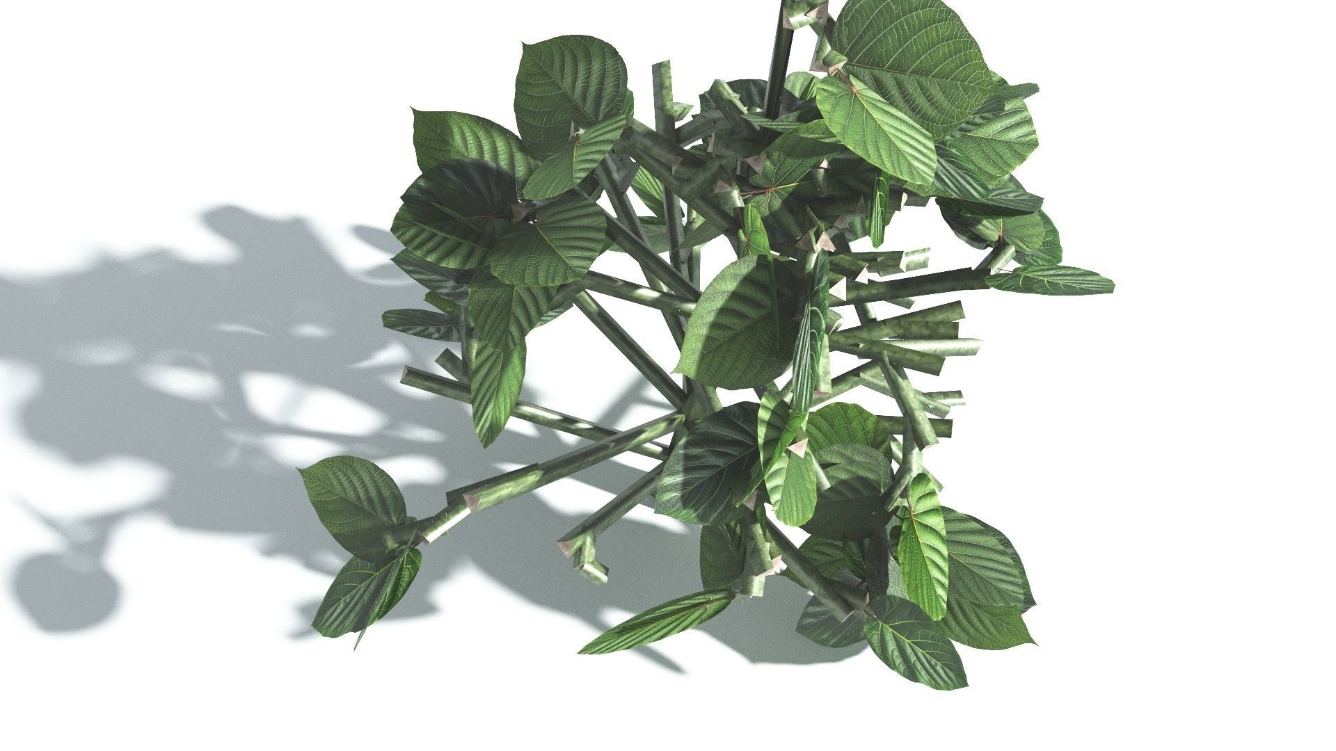 EVERYPlant Portia Tree 2 --14 Models-- 3D model_28